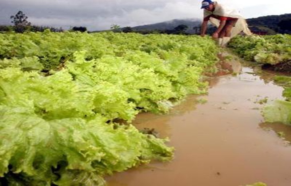 Ir para  <p>O Rio Grande do Sul garantiu uma emenda da bancada federal ga&uacute;cha, no montante de R$ 100 milh&otilde;es, para investir na agropecu&aacute;ria do estado. A conquista se deu ap&oacute;s esfor&ccedil;o de...